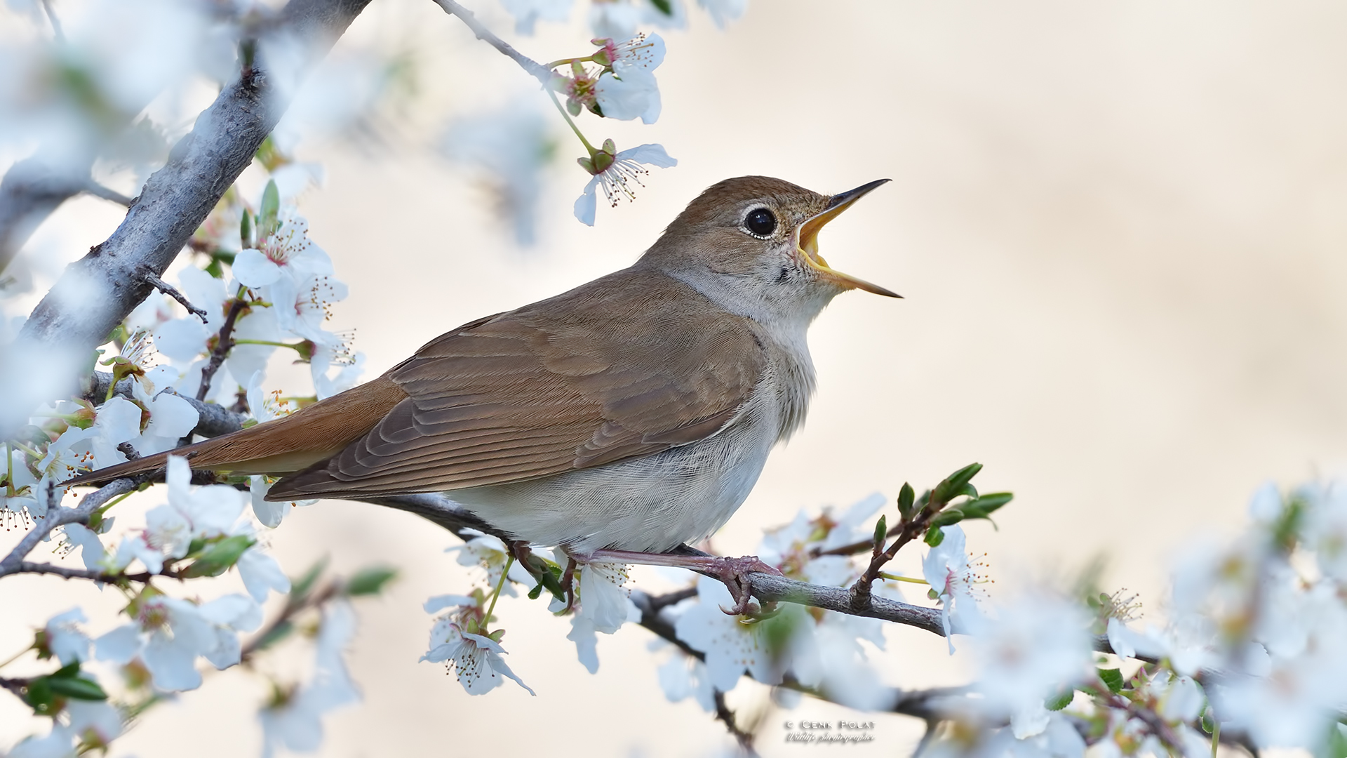 Common Nightingale